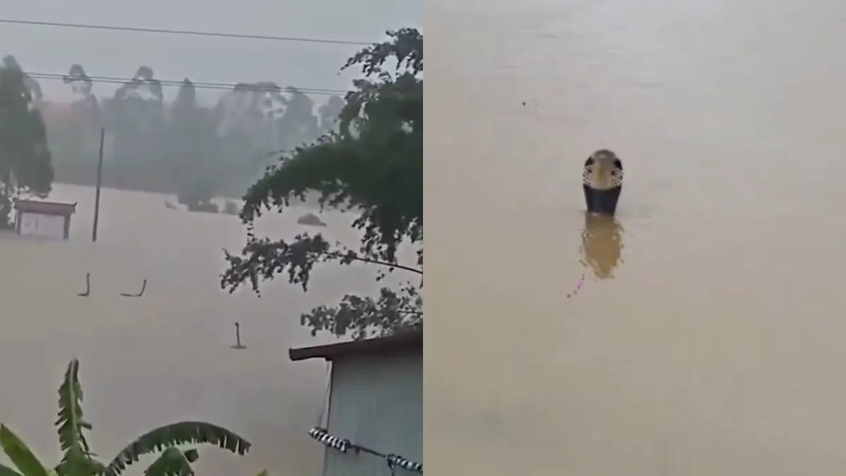 900 snakes escape in China as floods 